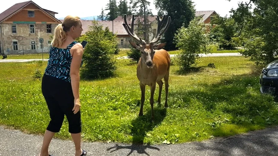 Stratili plachosť a útočia aj na ľudí. Vysoké Tatry čaká odchyt jelenej zveri