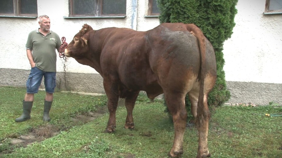 Nemá ani tri roky, váži viac než tonu a na konte má 70 teliat. Plemenný býk je pýchou farmy pri Svidníku