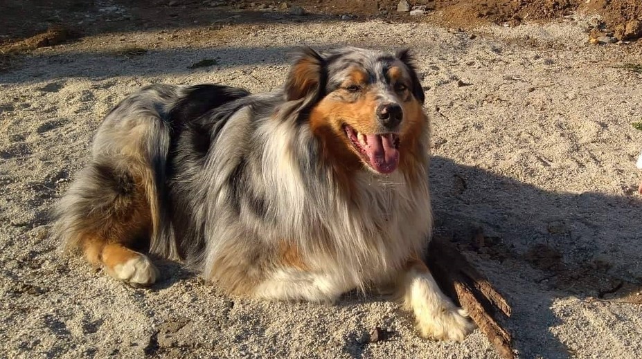 Veľká pátracia akcia na východe: Vyčerpaná rodina sa ani po troch dňoch nevzdáva