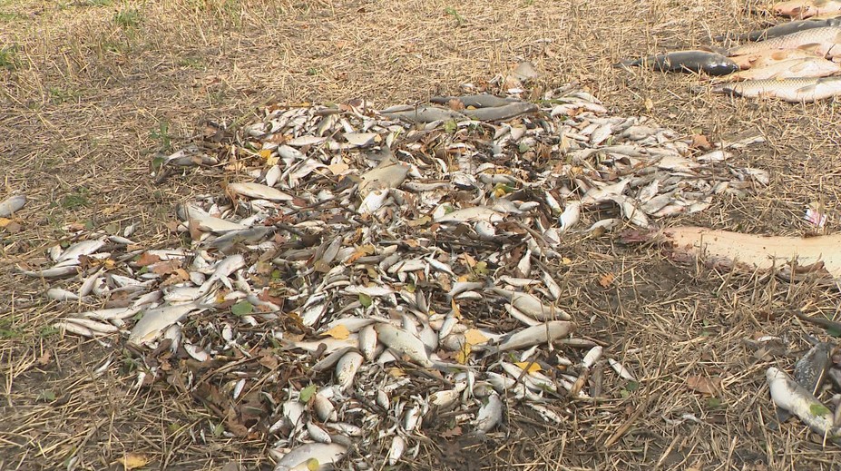 Rybári ostali šokovaní. V jazere na Záhorí uhynulo 700 rýb, príčinu stále zisťujú