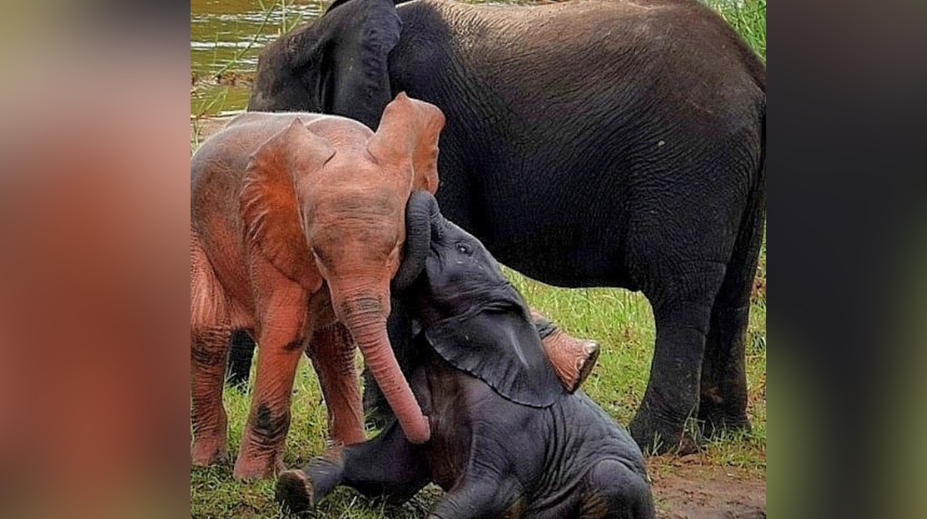 VIDEO: Vzácny ružový slon zachytený pri hre vo vodnom napájadle. Za jeho vzhľad môže dedičná porucha
