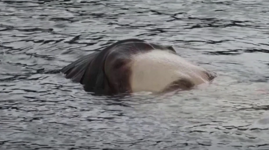 VIDEO: V Bilbau pláva hlava topiaceho sa dievčaťa, ľudia sú znepokojení