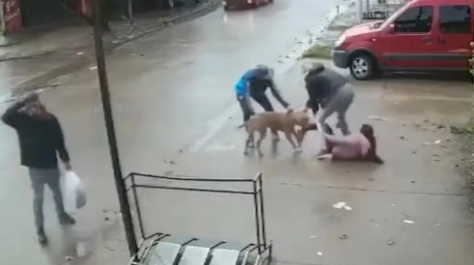 VIDEO: Hororový útok pitbulla. Dievčaťu (7) takmer odtrhol nohu, nepustil ju ani po kopancoch