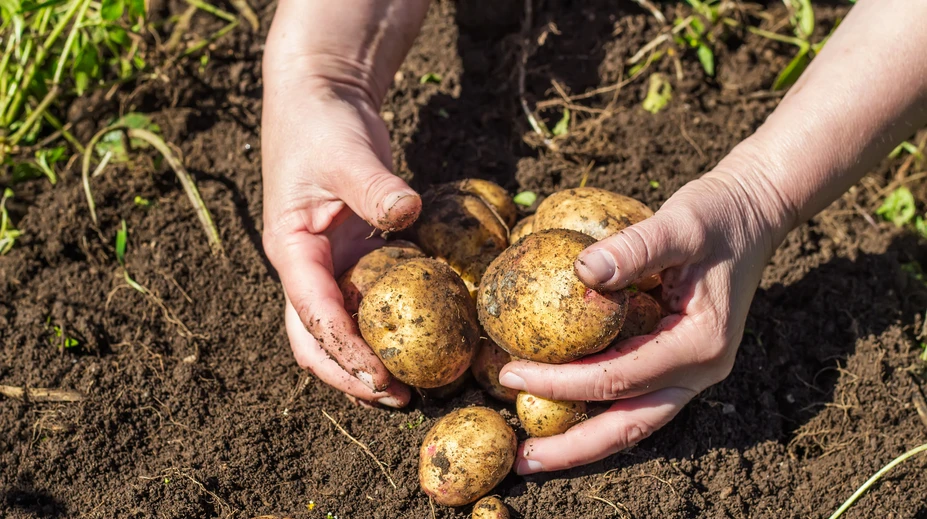 Takéto drahé zemiaky sme ešte nemali! Za všetko môže vlaňajšie sucho