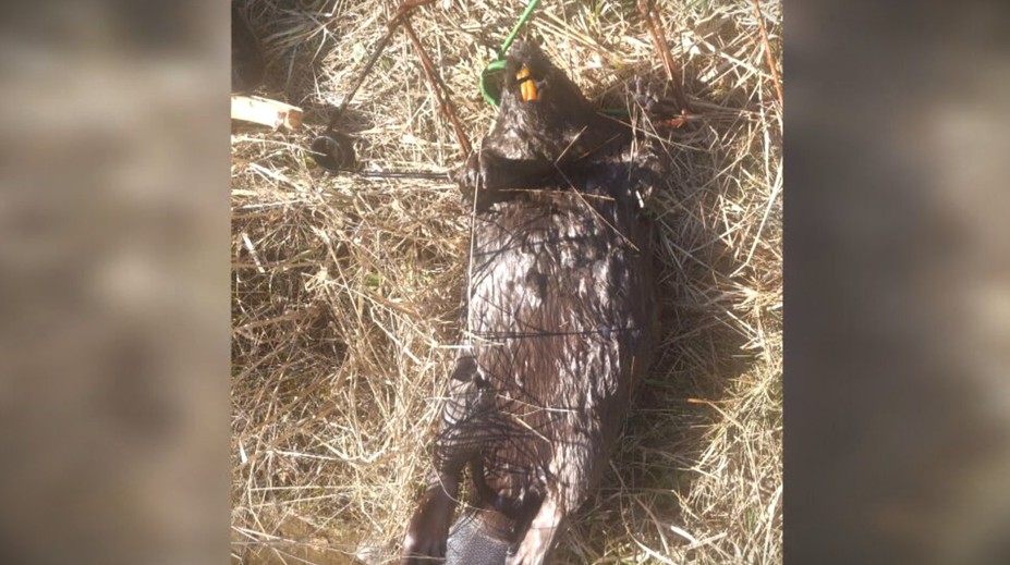 Pytliactvo na Liptove. Pri rieke Belá našli samicu bobra so zlomenými väzmi