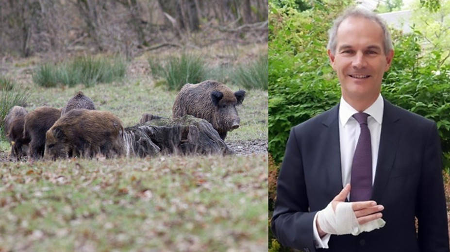 Na britského veľvyslanca zaútočili divé svine