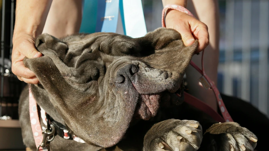 Najškaredším psom roku 2017 je neapolský mastiff Martha