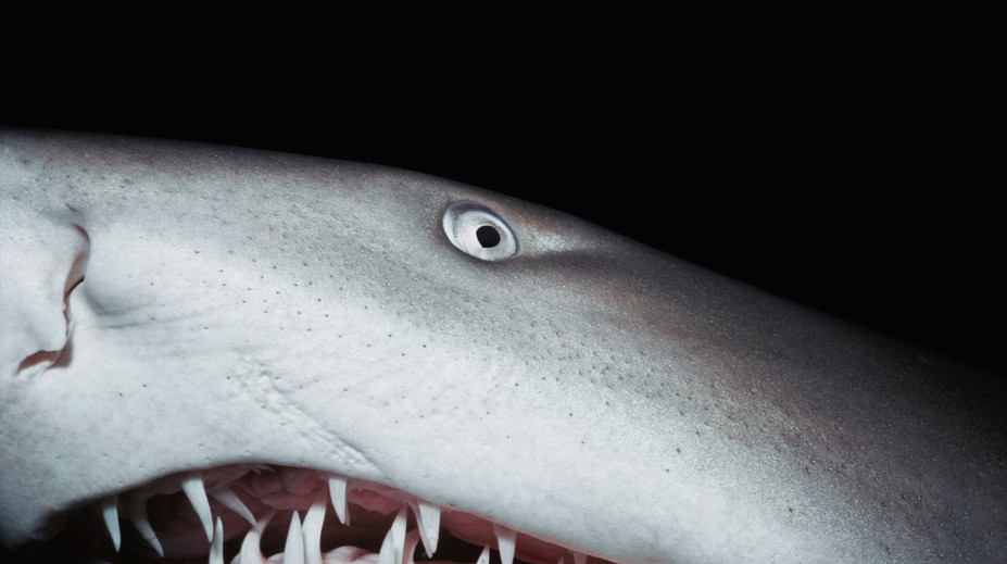 Pátranie po zmiznutej turistke sa skončilo tragicky. Jej pozostatky objavili v tele žraloka