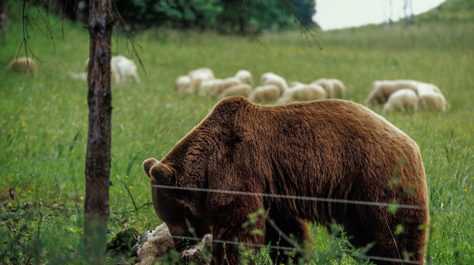 Medveď v obci Poruba strhol ovcu. Zásahový tím ihneď podnikol opatrenia