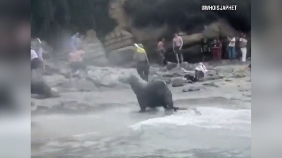 VIDEO: Krik a strach. Na dovolenkárov sa vrhli morské levy