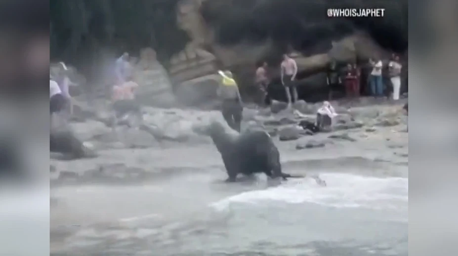 VIDEO: Krik a strach. Na dovolenkárov sa vrhli morské levy