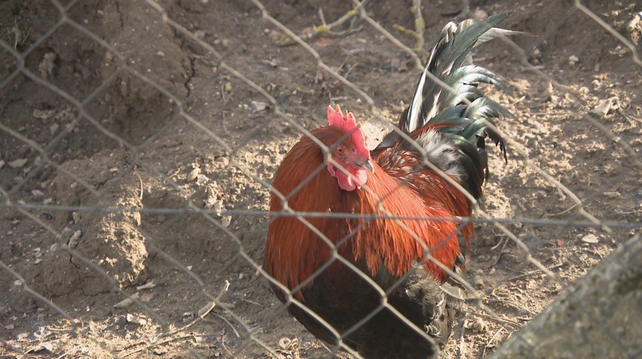 Pri Trnave a Senci potvrdili ďalšie ohniská vtáčej chrípky. Zisťovali sme, ako hydinu na dvore ochrániť