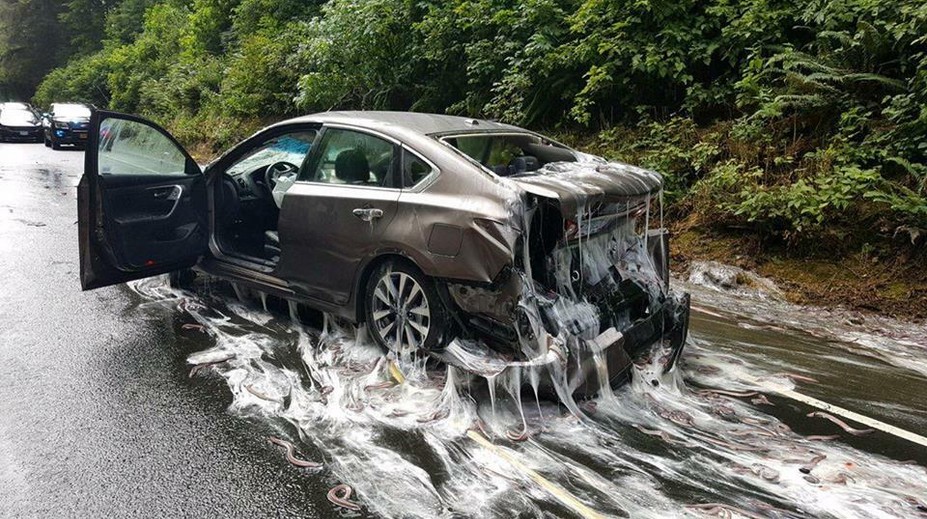 Potoky slizu: Po tejto nehode budú ešte veľmi dlho upratovať
