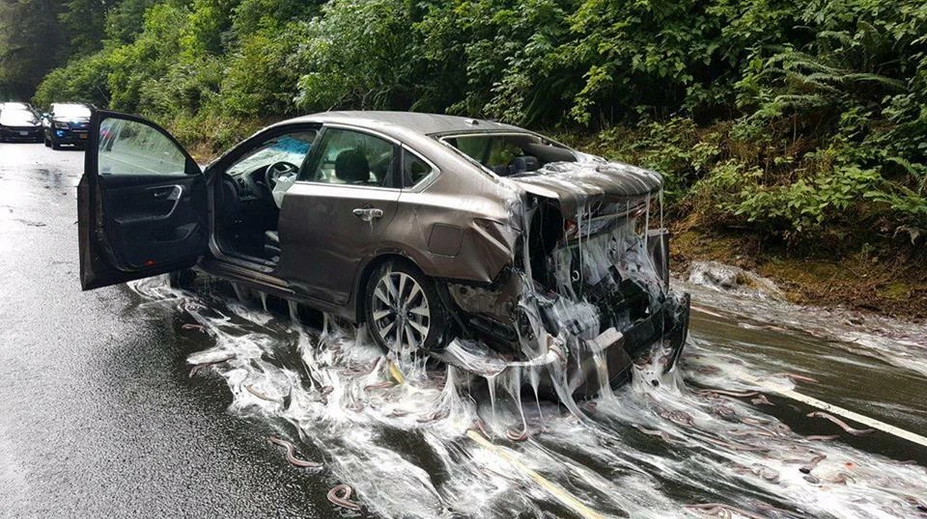 Potoky slizu: Po tejto nehode budú ešte veľmi dlho upratovať