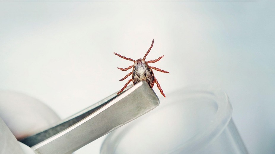 Šíri sa smrteľné ochorenie krvácajúcich očí. Prenášajú ho kliešte