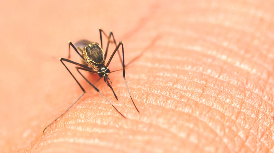 USA zaznamenali prvé lokálne šírenie závažného infekčného ochorenia, ktoré prenášajú komáre
