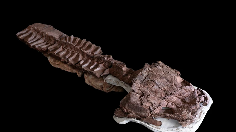 V Afrike našli fosíliu obrovskej šelmy, ktorá žila dávno pred dinosaurami
