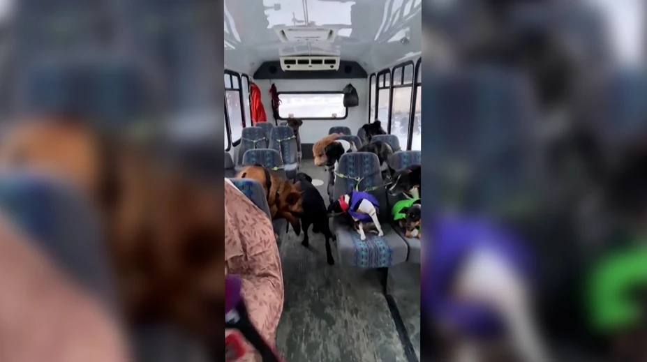VIDEO: Psí autobus na Aljaške si štvornohí cestujúci obľúbili, čakajú naň každý deň