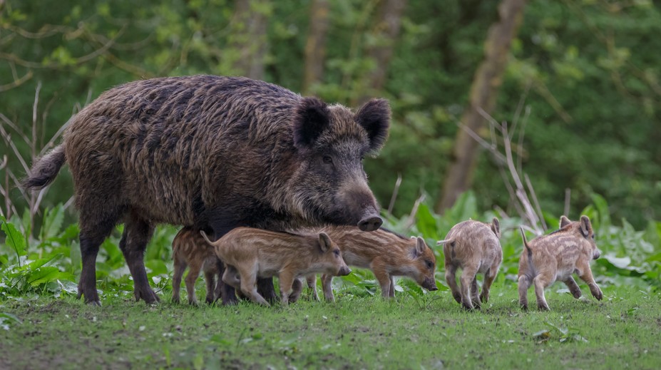 S príchodom jari sa prebúdza aj život v lesoch. Pri prechádzkach buďte ostražití, matka chrániaca mláďa je schopná zaútočiť