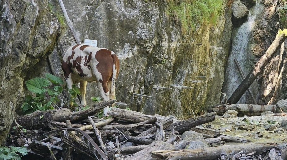 Zatúlanú kravu, ktorá sa ocitla pri vodopáde v Slovenskom raji, utratili