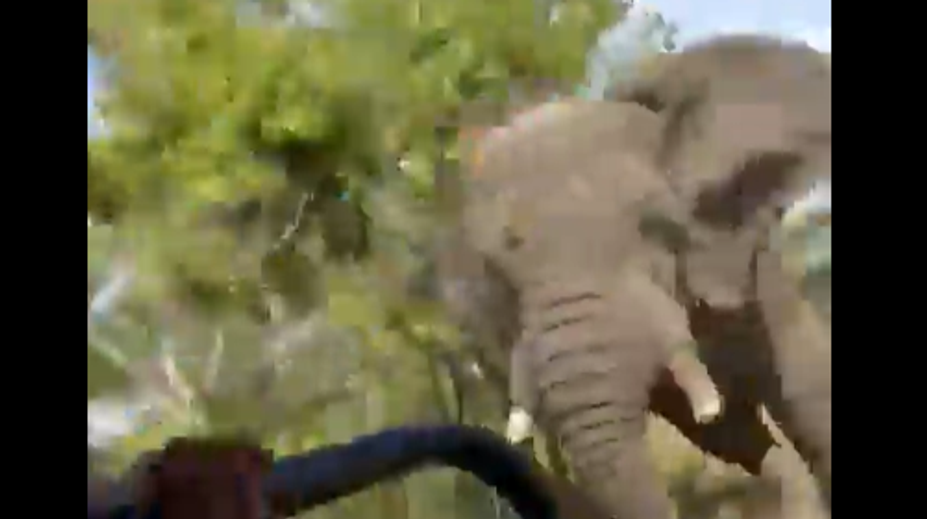 VIDEO: Smrtiaci útok slona na autobus plný turistov. Jedna žena jeho besnenie neprežila