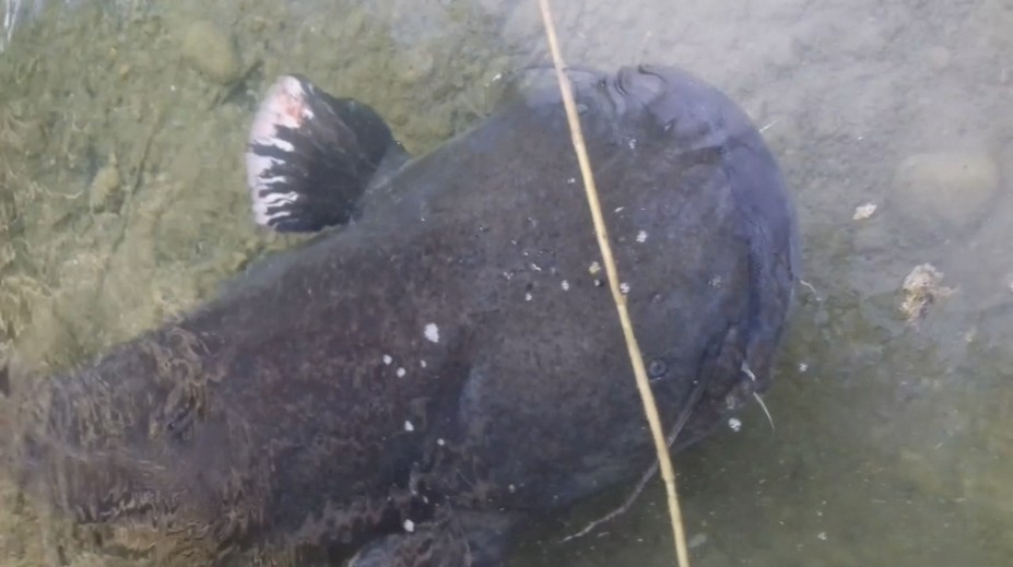 Ľudí na bratislavskom Draždiaku prekvapil obrovský sumec. Jeho miery šokujú