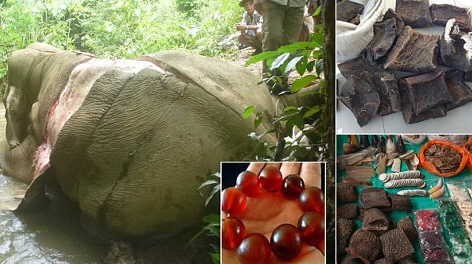 Srdcervúca snímka: Pytliaci zabili slona, aby ho kvôli čínskej medicíne stiahli z kože