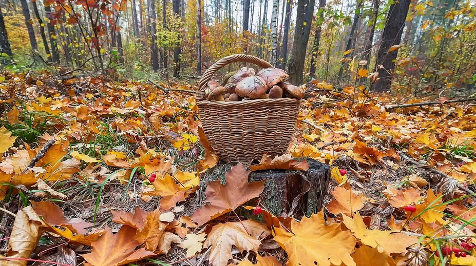 Po výdatných dažďoch by sa mohlo zdať, že húb bude neúrekom. Mykologička vidí problém