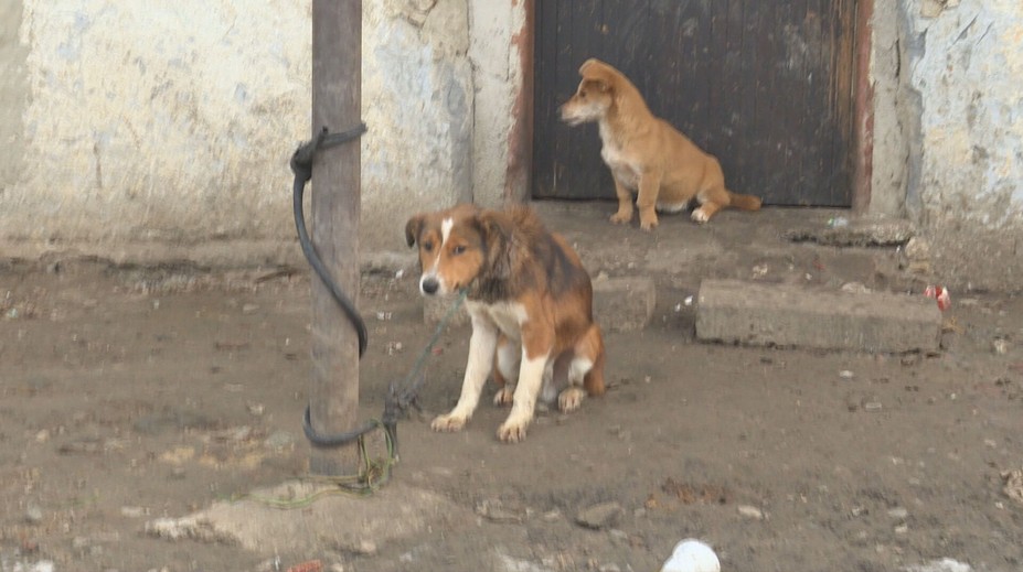 Pes už nemôže byť na reťazi. Ak to niekto poruší, riskuje poriadne mastnú pokutu