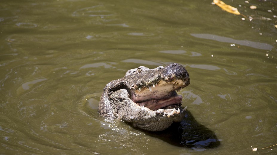 Florida: Dvojročného chlapca stiahol v zábavnom parku pod vodu aligátor
