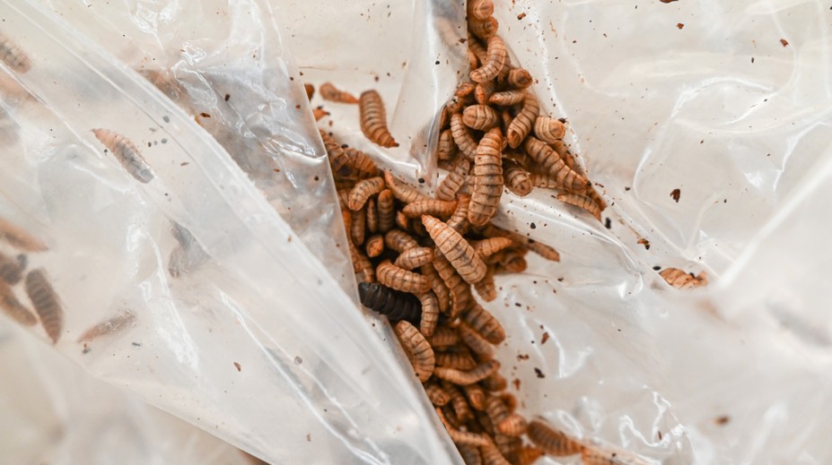 Unikátny nápad zo Slovenska. Jeden náš potravinový reťazec dáva plastové obaly čistiť larvám