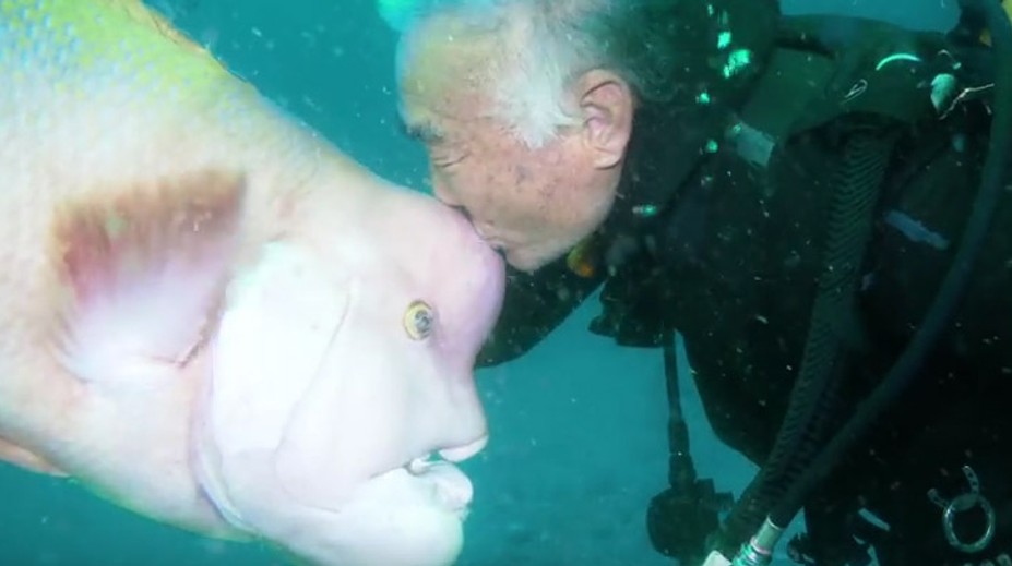 Netradičné priateľstvo. Potápač sa už 25 rokov kamaráti s rybou