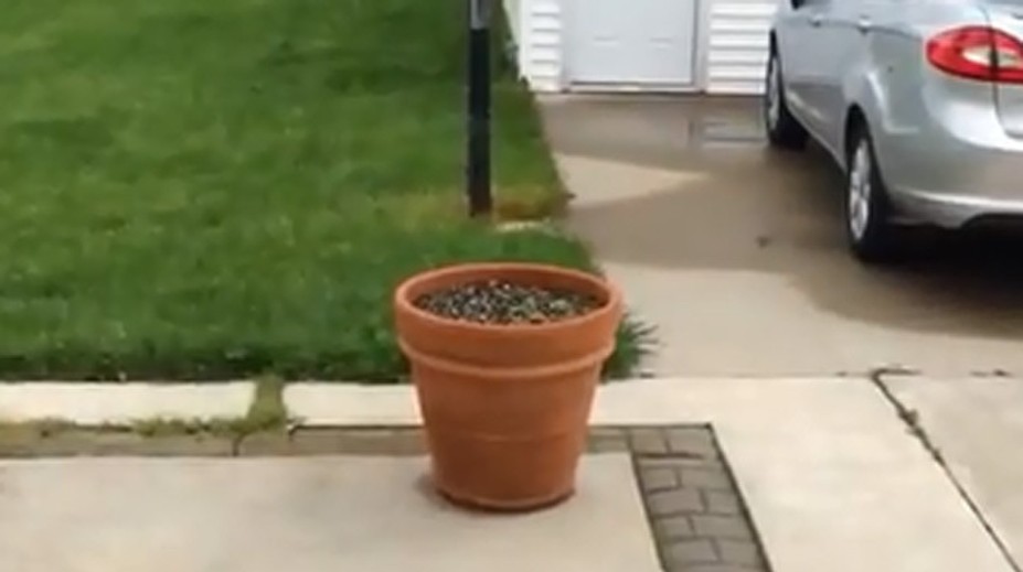 Rozkošné video. Hravý psík sa zahral na schovávačku