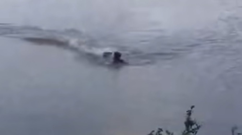 VIDEO: Muž nerešpektoval upozornenie, takmer na to doplatil. Prenasledoval ho a vzápätí napadol aligátor