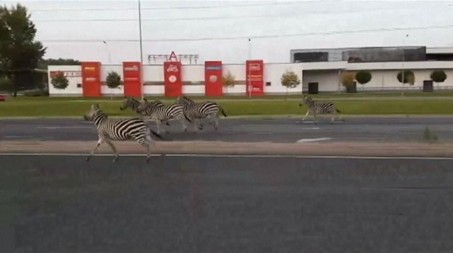 Groteska na ceste: Majiteľ cirkusu naháňal zvieratá na štvorprúdovke