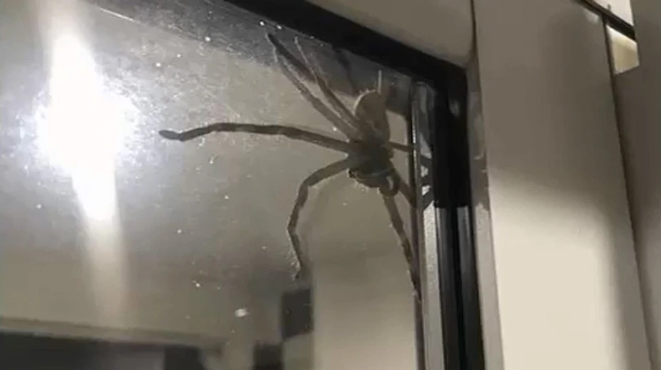 Rodinu vystrašil gigantický pavúk. Takého obrovského lovca ste ešte nevideli