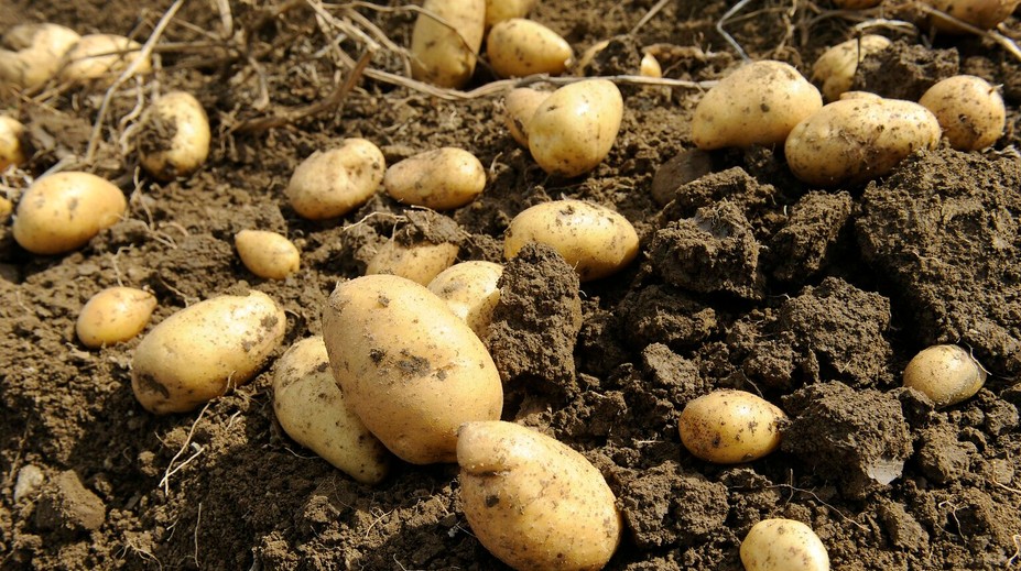 Jeme ich všetci a nedáme na ne dopustiť, no môžu nám aj vážne škodiť