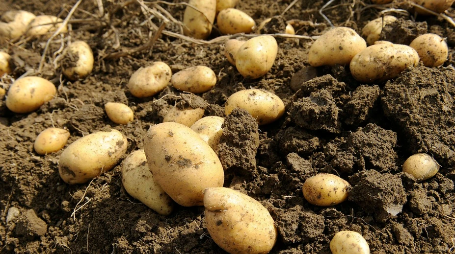 Jeme ich všetci a nedáme na ne dopustiť, no môžu nám aj vážne škodiť