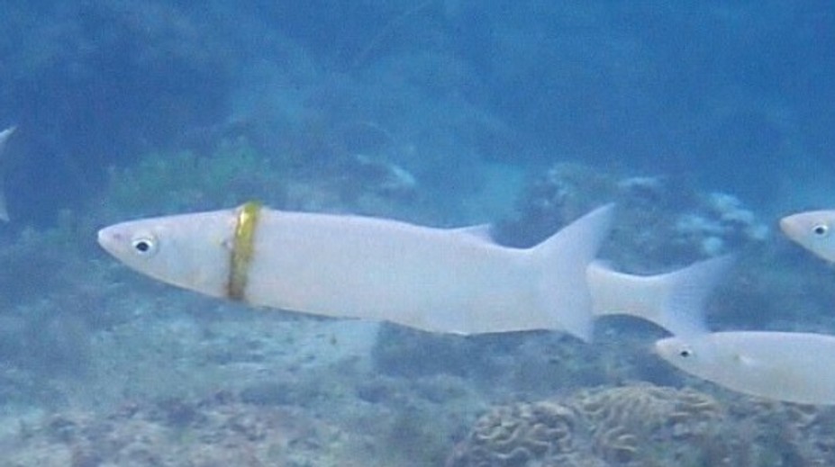 Počas plávania prišiel o obrúčku. Po mesiacoch ju zbadala potápačka navlečenú na rybe
