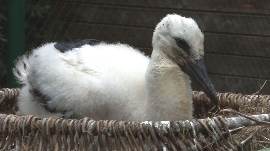 Príbeh z chovnej stanice. Bocianie mláďa dostalo druhú šancu na život