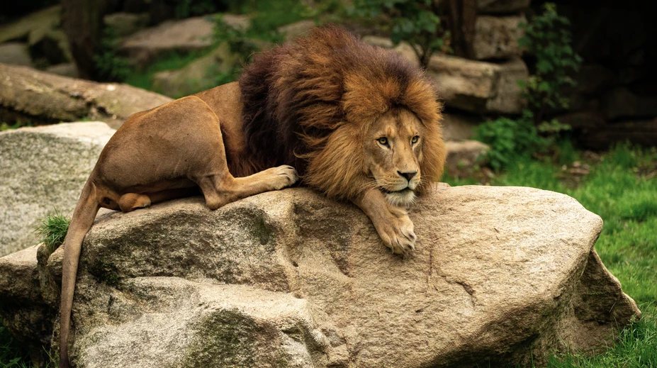 Tragédia v zoologickej záhrade na Kryme. Tri levy roztrhali riaditeľku