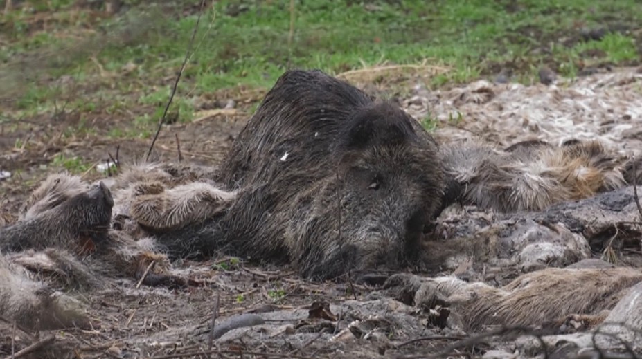 Mali skončiť v kafilérii, namiesto toho kusy lesnej zveri porozhadzovali po lese
