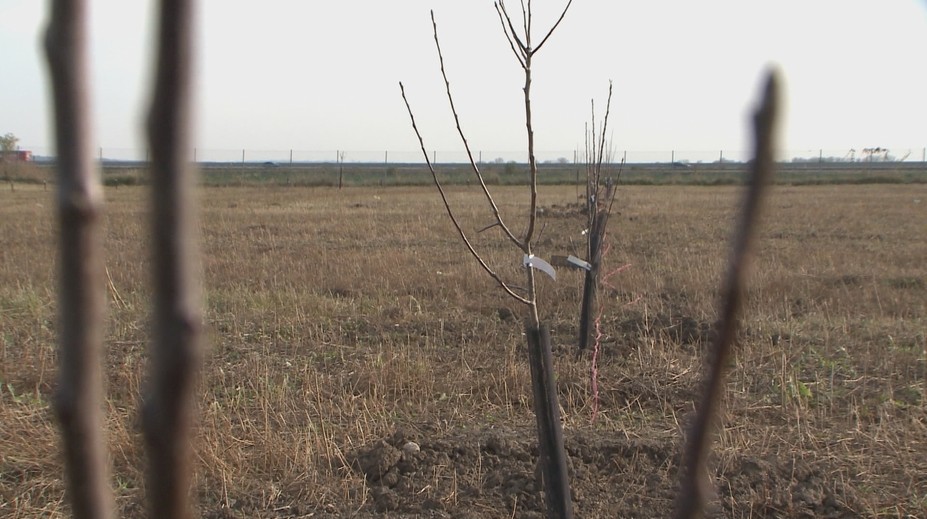 Nitra vo veľkom vysádzala ovocné stromy. Radnica však na ne akosi zabudla a väčšina uhynula