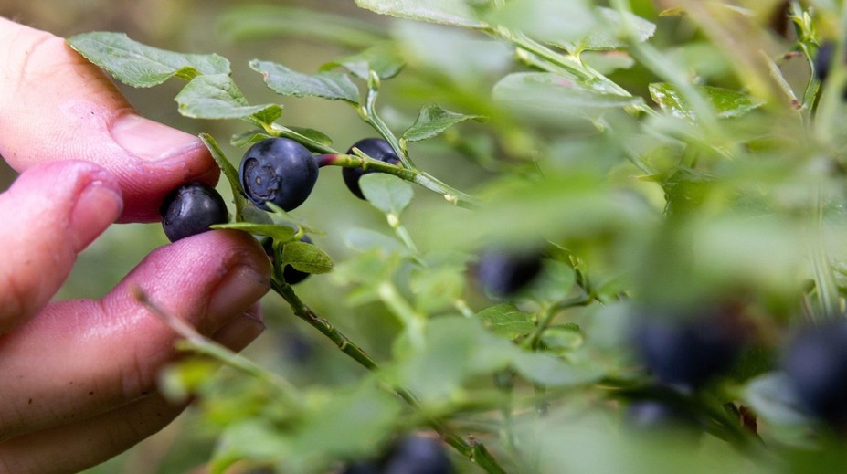 Nejedzte neumyté lesné plody. Na Slovensku stúpa výskyt raritného, no veľmi nebezpečného ochorenia