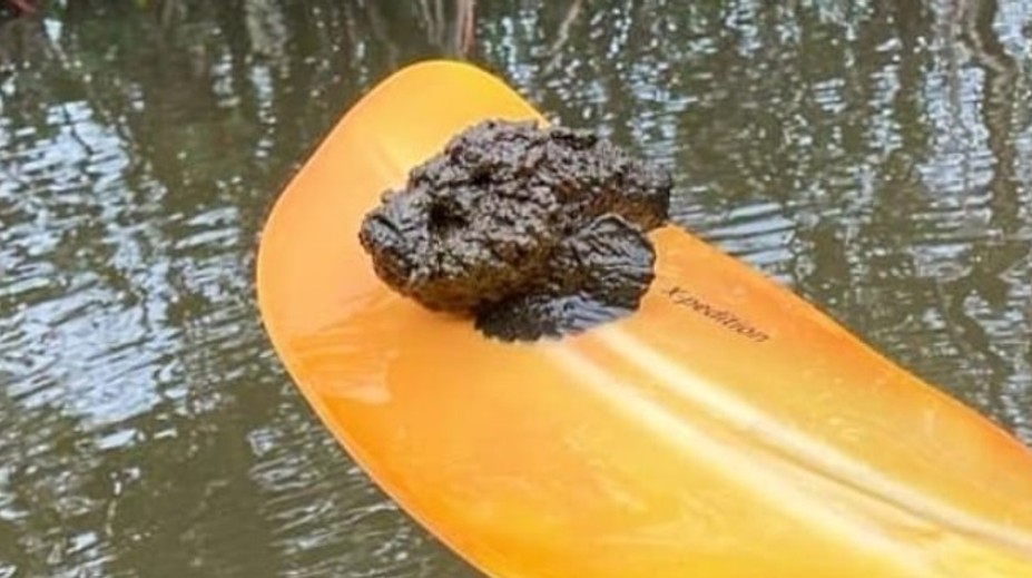 Hrozivý nález kajakárov. Pádlom vylovili jednu z najjedovatejších rýb sveta