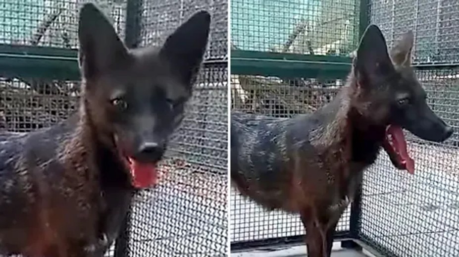 VIDEO: Jediný svojho druhu. V Brazílii objavili prvého kríženca psa a „falošnej líšky“