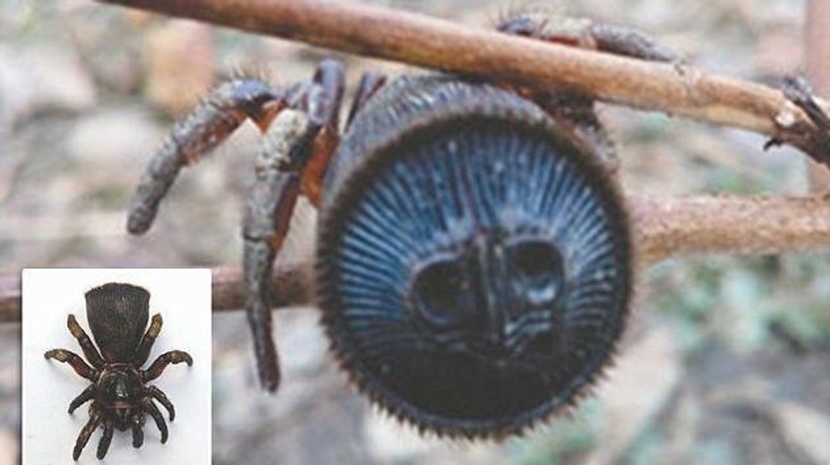 Vzácneho pavúka predáva ako domáceho miláčika. Cena je poriadne vysoká