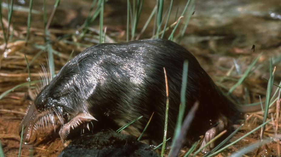Je niečo medzi krtkom, potkanom a vtákopyskom. Hrozí, že jedinečný druh živočícha vymrie
