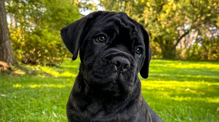 Česko má prvého klonovaného psa v strednej Európe. Majiteľom šteňaťa je riaditeľ ZOO