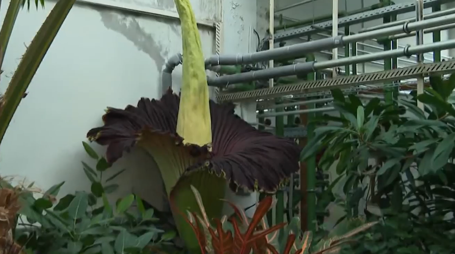 Raritná udalosť v bratislavskej botanickej záhrade. Zvedavci čakali v dlhom rade niekoľko hodín